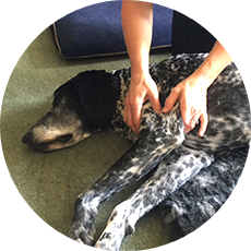 Benefits of Canine Massage