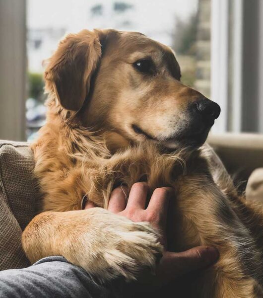 wfcm_dog_about