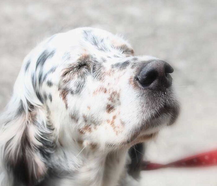 wfcm_dog_contact