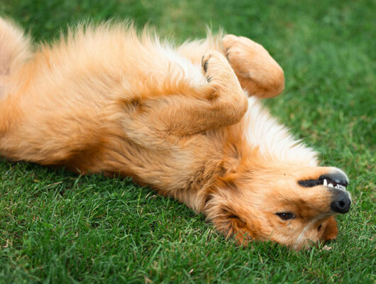 Wyre Forest Canine massage - Core Conditioning