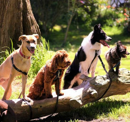 canine massage dogs