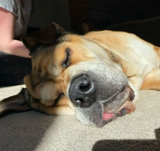canine massage