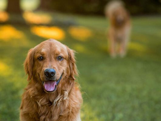 WF Canine Massage Low Level Laser Treatment