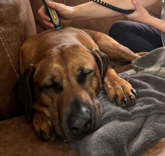 canine laser treatment